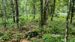 45 cents of Residential Land in Challapally in Mallappally,Thiruvalla