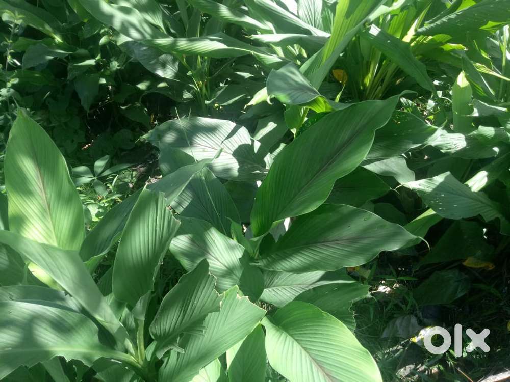 Land for sale in ikishe village