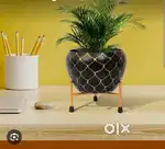 Plant pote