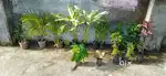 Indoor and outdoor plants