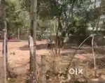 Property for sale in Arthungal suitable for Home or Homestay
