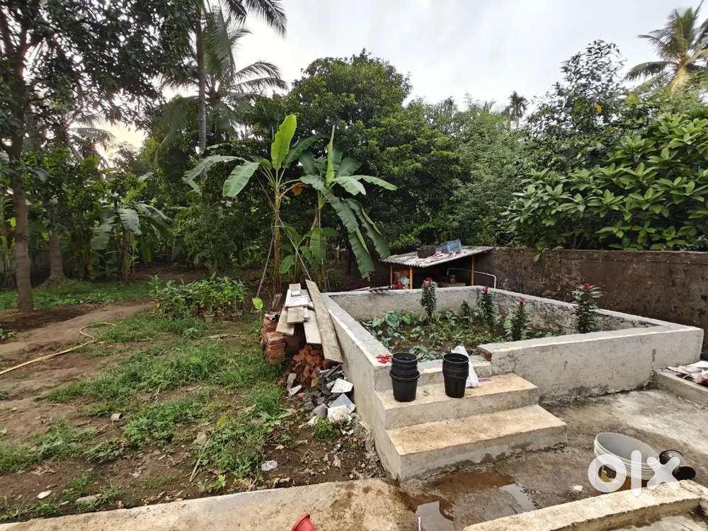 Chinese Momo and Soya Chaap Cook