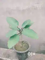 ਪੱਥਰ ਚੱਟ ਗਮਲਾ