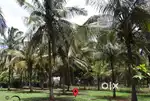 30 Cents Coconut farmland