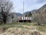 5 bigha apple orchard for sale in banjar.