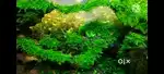 Aquarium  plants