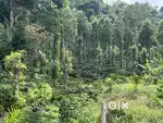 1.90 ACRE COFFEE LAND WITH 16000 SQFT APPROVED BUILDING PERMITS
