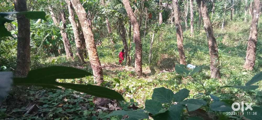 Rubber estate 36 cent for sale urgent