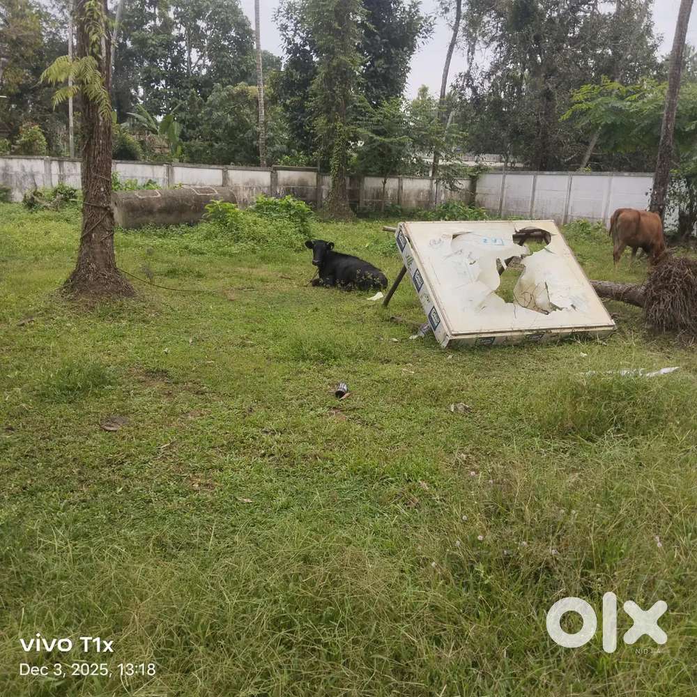 House plots for sale north paravoor