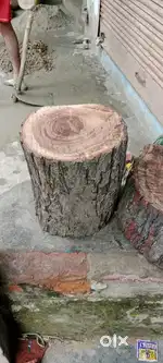 বাবলা কাঠ,,,