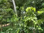 2 acres of agricultural land for sale