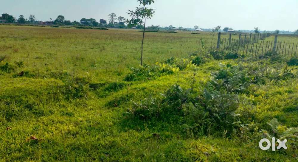 Chapakhowa town plot for sell