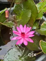 Water lilly plant
