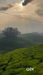 Munnar Sankarapandian mettu 16.5 AC pattayam land for sale