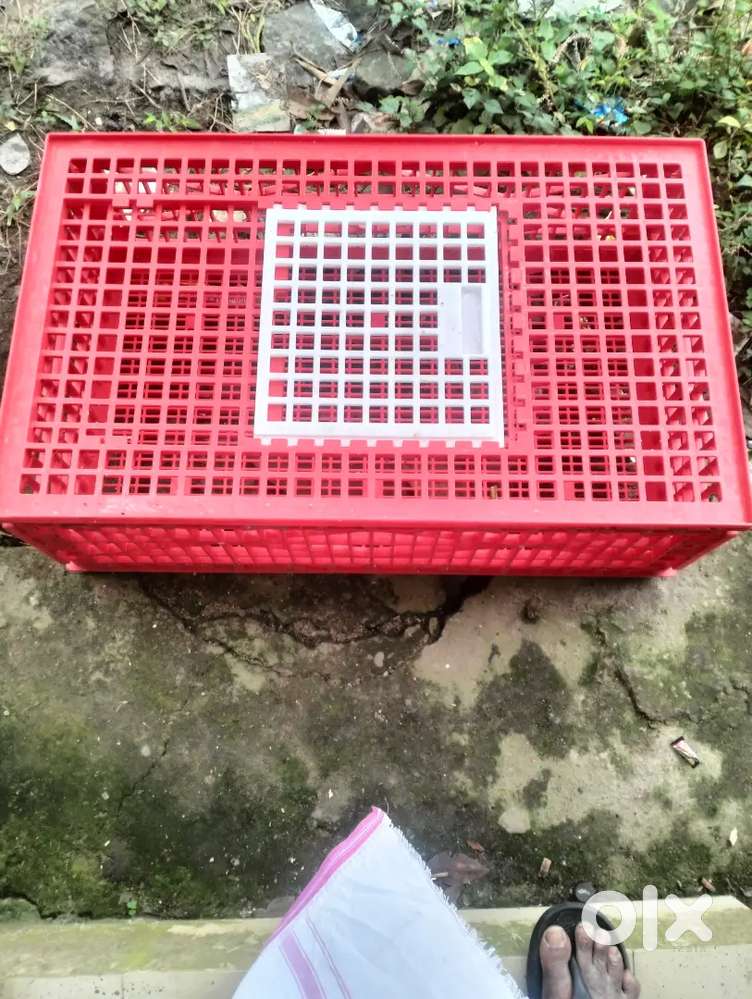 Plastic chicken cage