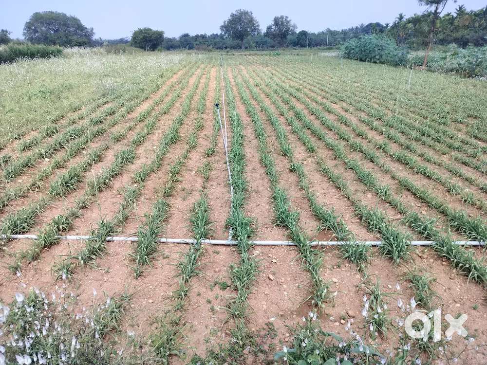 Lands Doddaballapura