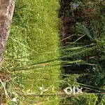 A 2 katha land sale on very low price very very urgent need