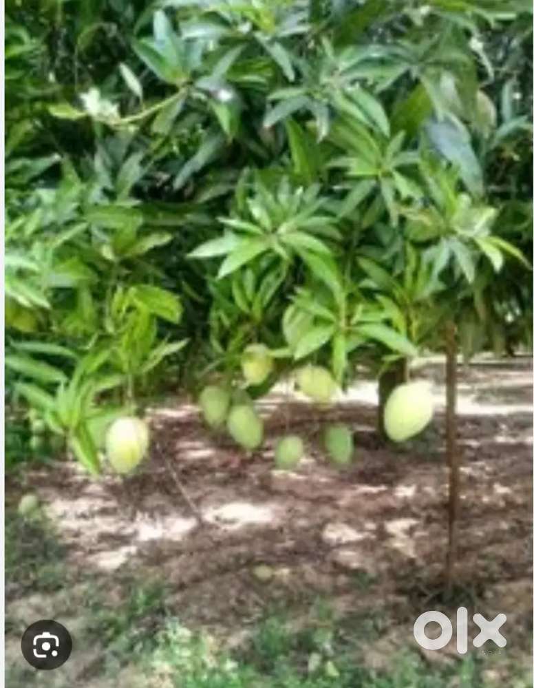 Beautiful mango farm