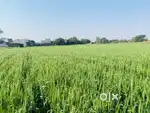 For Rent /Sale ‘ Farming land  8 bighah near pithampur