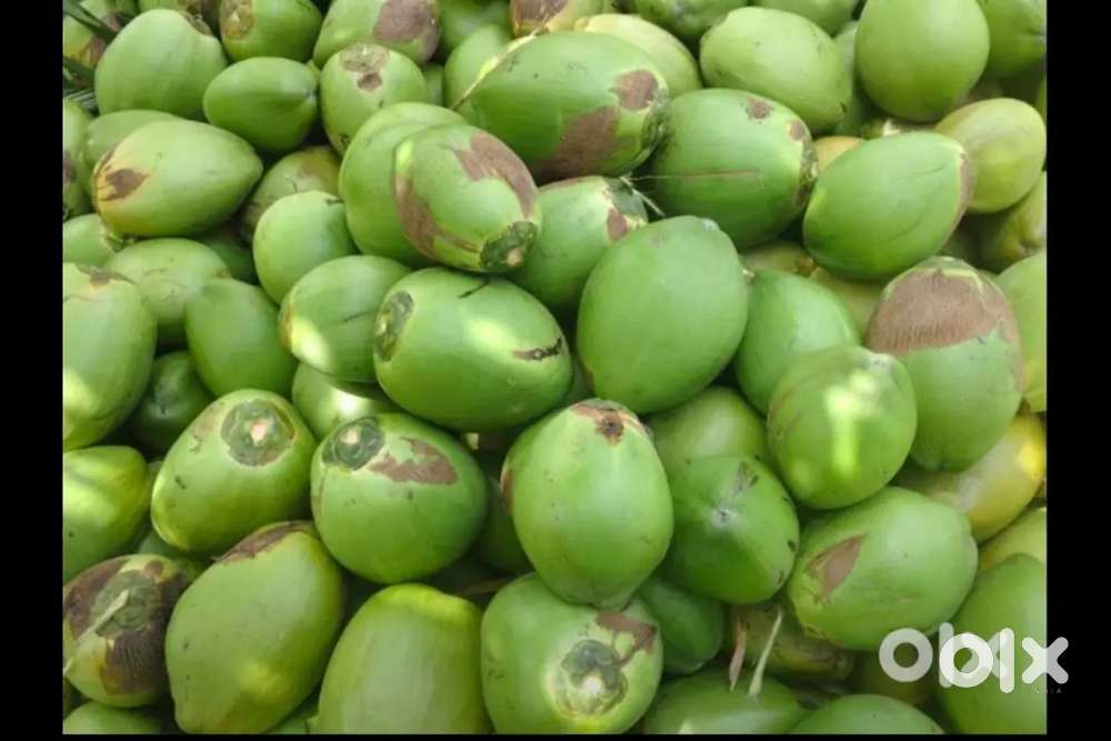 Coconut whole sale retail delivery available price.22.to 25