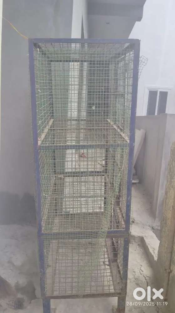 Large iron chicken case