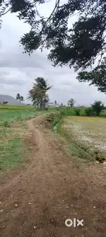 Agriculture Land 12 Monthes water road bet