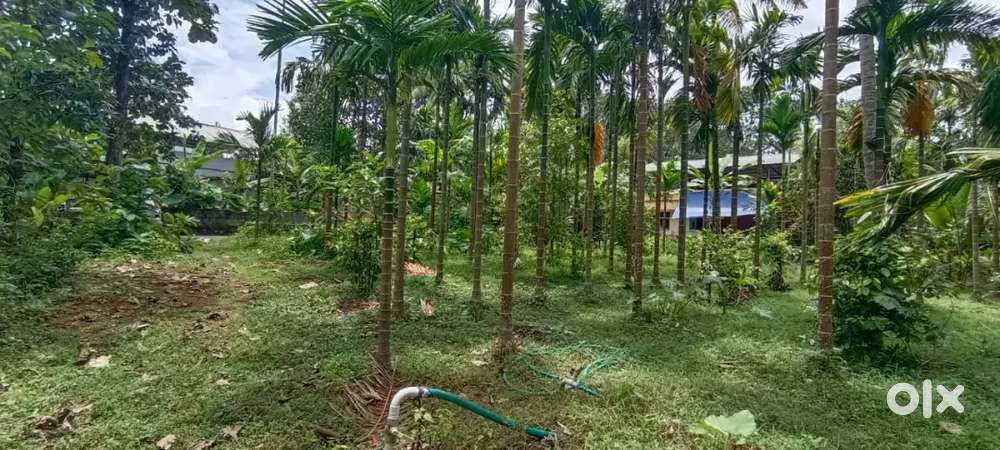 അങ്കമാലിയിൽ1,80,000 രൂപയ്ക്ക് 4 cent മുതൽഹൗസ് പ്ലോട്ടുകൾ വില്പനയ്ക്ക്