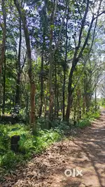 11.5 CENT FOR SALE IN THIRUVALLA.URGENT SALE