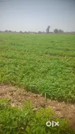 5 vigha Land for sell at Royal Talaja