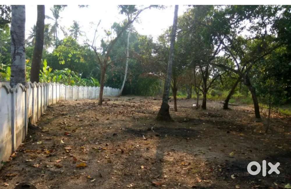 Plot for sale in Elthuruth. Paddy fields view.