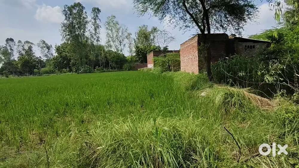 आम का बैग और खेती करने के लिए जमीन खरीदे बीघे में