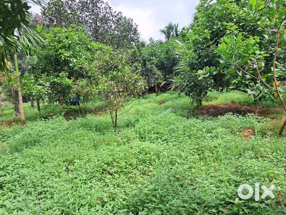 North Facing Plot With Panchayat Road