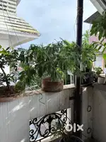 Bonsai for Sale !
