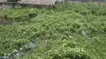 8.5 decimal general plot for sale in shanti nagar chas bokaro