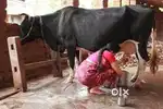 Need worker for cow dairy