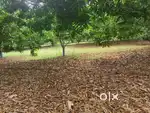 No 1 Successful Farm Selling Brand on Chennai around