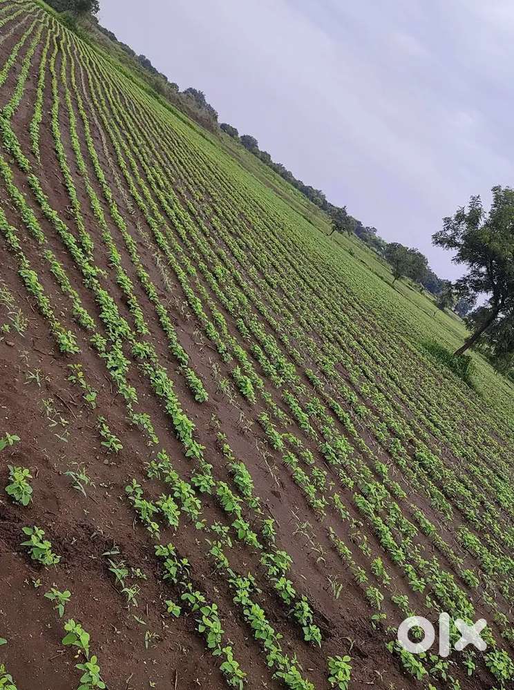 3.8 Acre Farm/Land for sale at Belura