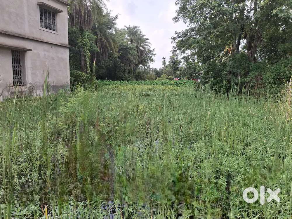 Land sale in Champahati