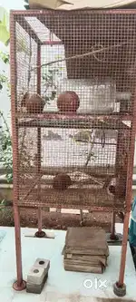 Love birds cage