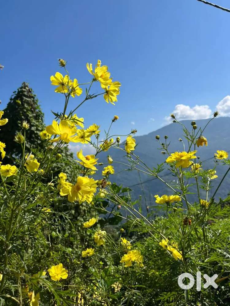 Anybody room Shere with me