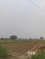 31 bhiga khet