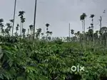 4 ACRE WELL MAINTAINED COFFEE LAND FOR SALE IN VADUVANCHAL