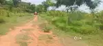Plantation project