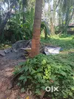 House plot 6.5 cent at Pattiyeri near Kottooli 250mtrs to Mavoor Road