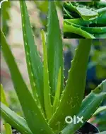 Combo to plant Home & Garden

Sub-category: Plants & Seeds