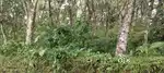 Aluva perumbavoor road marapilly 9 acre (900cent)