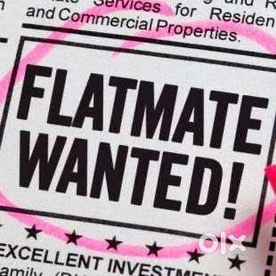 Looking from Female Flatmates