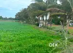 Agriculture land / agricultural land / farm land / farm house