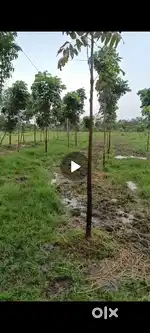Maha Ghani Trees with agriculture land