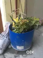 Spa work female